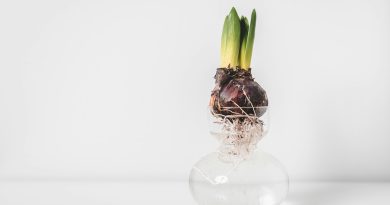 green and white flower in clear glass vase