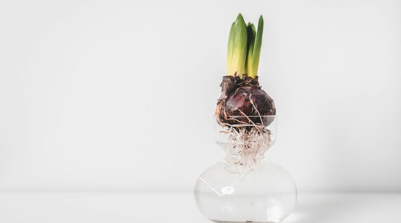 green and white flower in clear glass vase