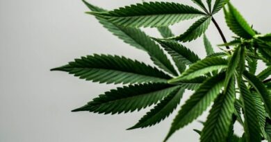 a close up of a green leafy plant