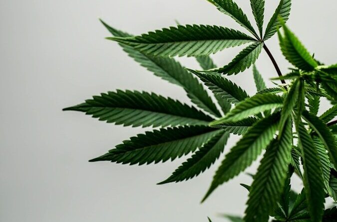 a close up of a green leafy plant