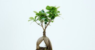 green leafed plant photography