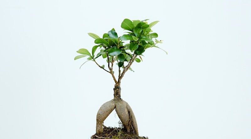 green leafed plant photography